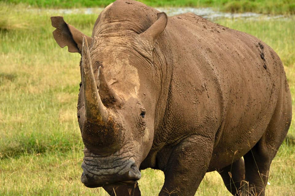 About Lake Nakuru National Park. “A beautiful wildlife haven”