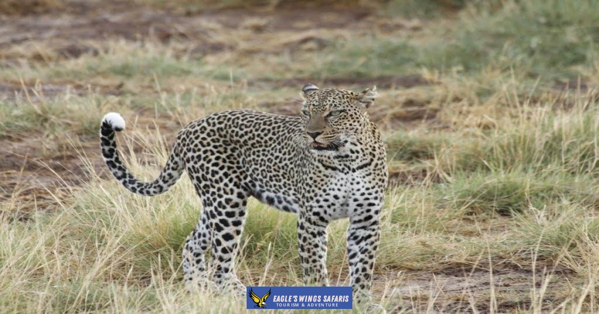 2 Days 1 Night Masai Mara Game Drive