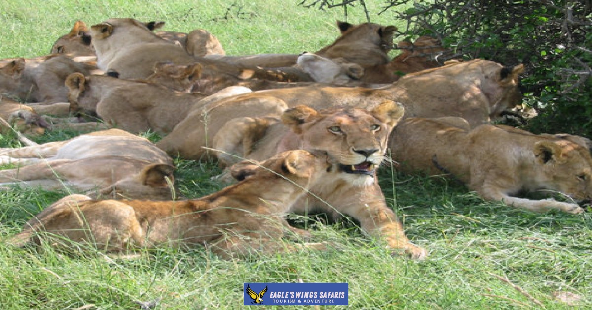 6 Days 5 Nights Masai Mara Lake Nakuru Amboseli Game Drive